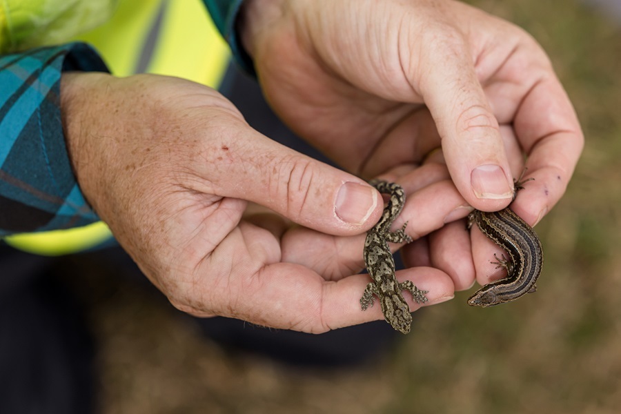 lizard relocation April 2023