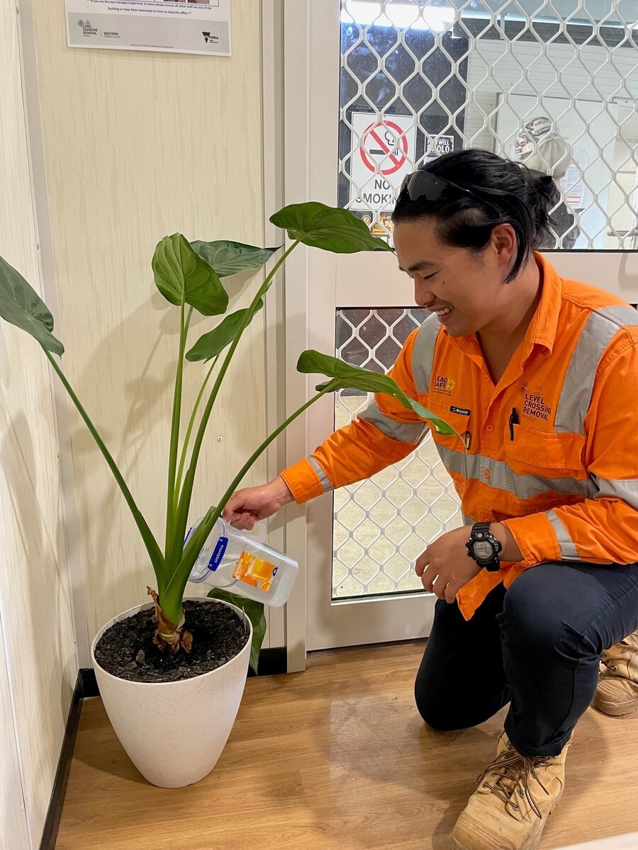 watering plants