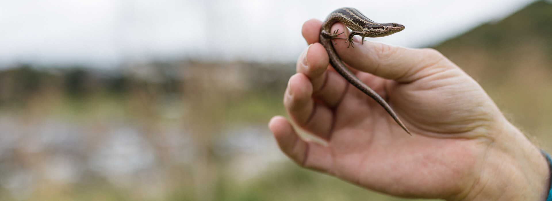 Mice moved out and lizards relocated to high-rise neighbourhood