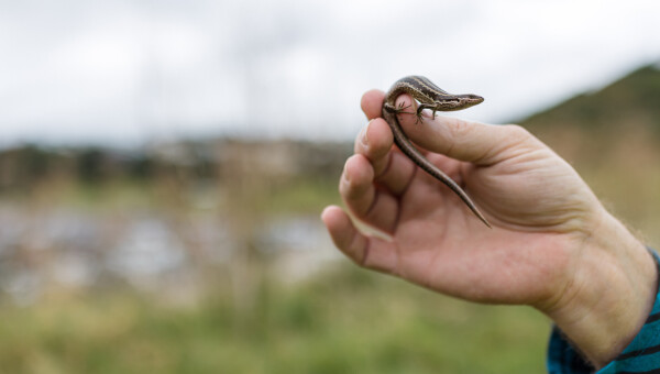 Mice moved out and lizards relocated to high-rise neighbourhood