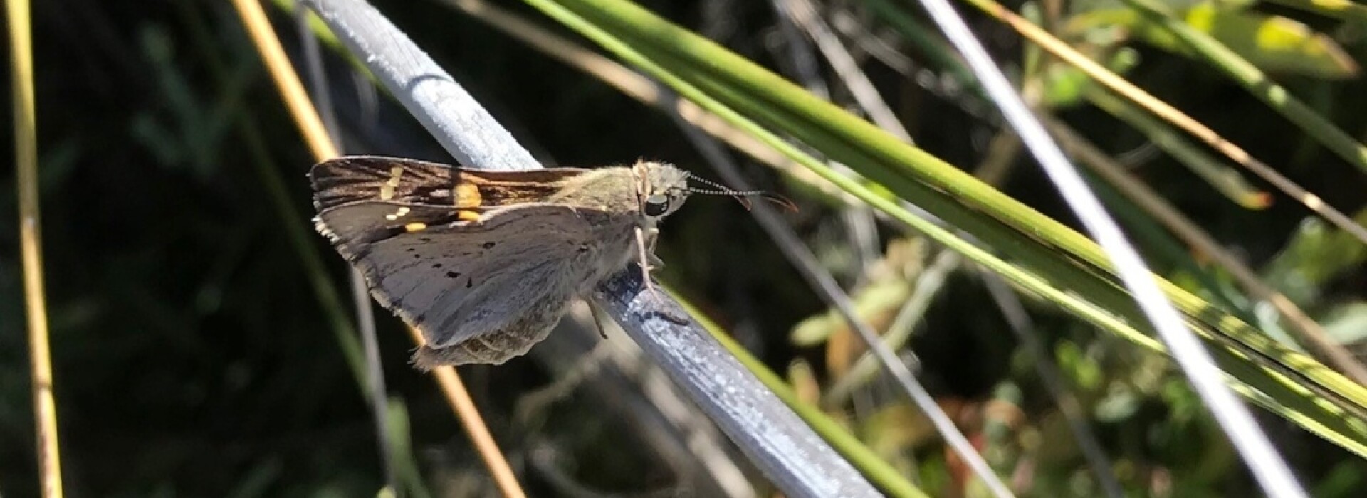 Providing new food sources for native fauna