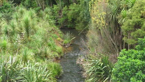 Corban Reserve Project