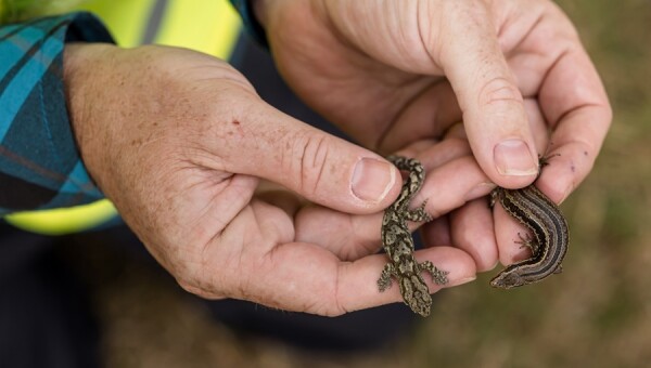 Wellington Sludge Minimisation Facility    